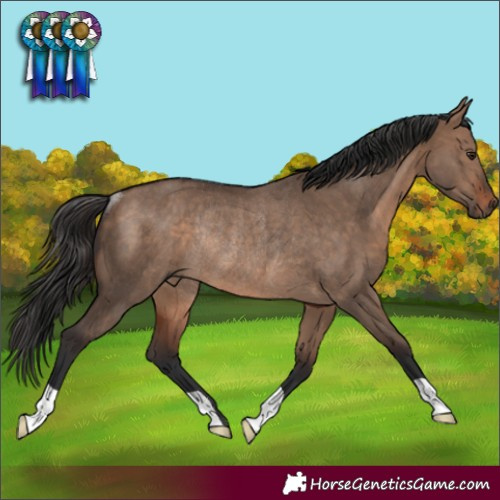 Horse Color:Brown Dun Rabicano 