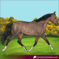 Horse Color:Brown Dun Rabicano 