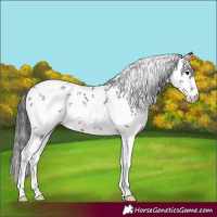 Horse Color:White Spotted Brown Sabino Rabicano