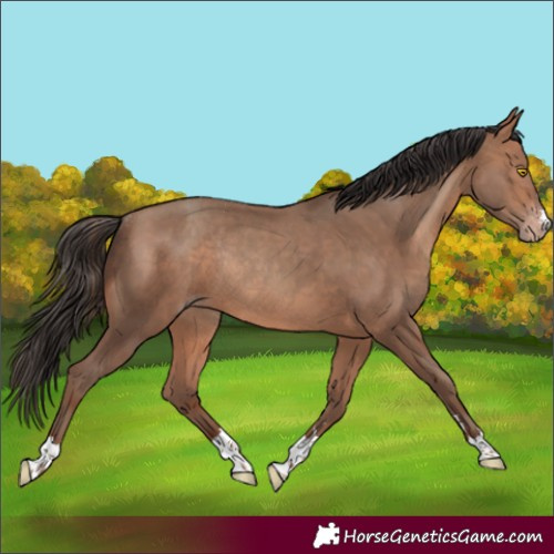 Horse Color:Sable Champagne Rabicano 