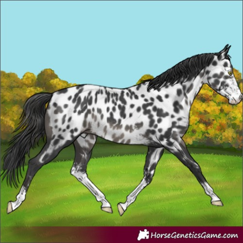 Horse Color:Black Sabino Appaloosa Rabicano 