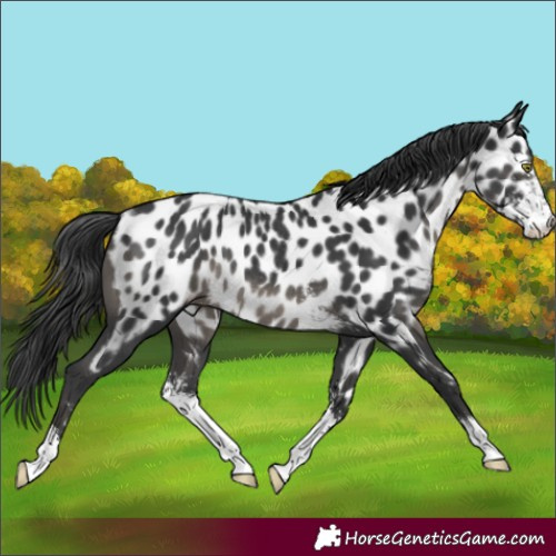 Horse Color:Black Sabino Near Leopard Rabicano 