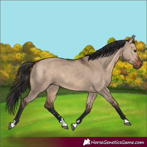 Horse Color:Brown Dun Rabicano 