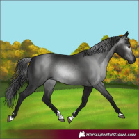 Horse Color:Gray Black Rabicano 