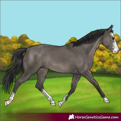 Horse Color:Grullo Sabino Rabicano