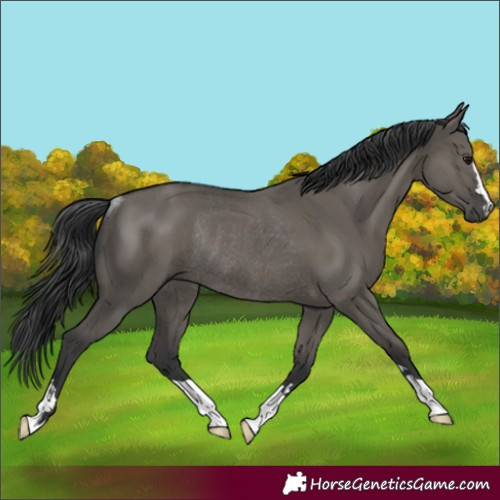 Horse Color:Grullo Rabicano 