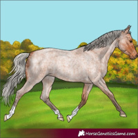 Horse Color:Silver Bay Ice Roan 
