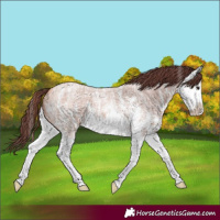 Horse Color:Chocolate Bay Roan Sabino Splash