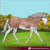 Horse Color:Silver Bay Roan Splash 