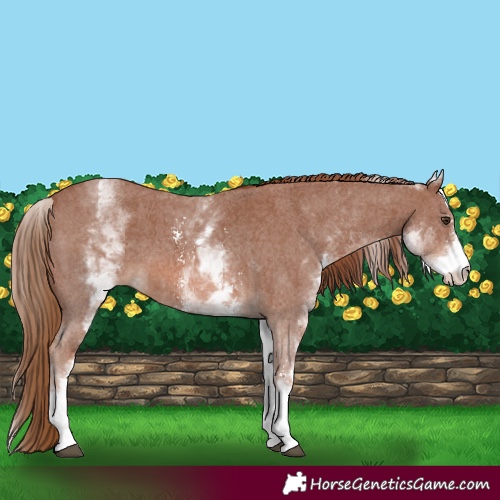 Horse Color:White Spotted Chestnut Sabino 