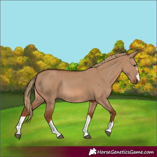 Horse Color:Red Dun Rabicano 