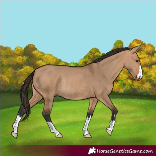 Horse Color:Bay Dun Rabicano 