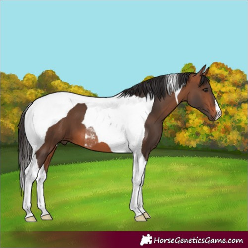 Horse Color:Bay Tobiano 