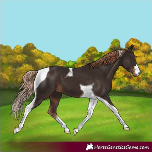 Horse Color:Liver Chestnut Tobiano 