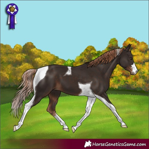 Horse Color:Liver Chestnut Tobiano