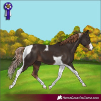 Horse Color:Liver Chestnut Tobiano