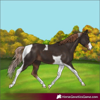 Horse Color:Liver Chestnut Tobiano