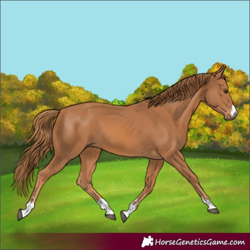 Horse Color:Chestnut 
