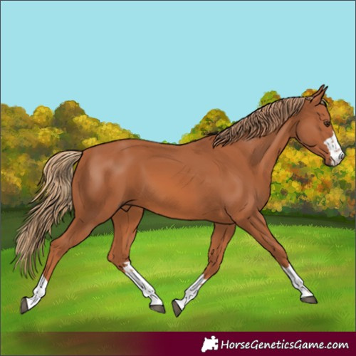 Horse Color:Chestnut 