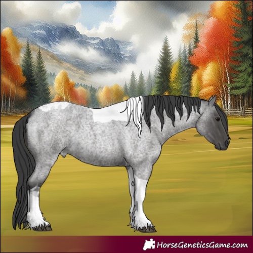 Horse Color:Blue Roan Tobiano 