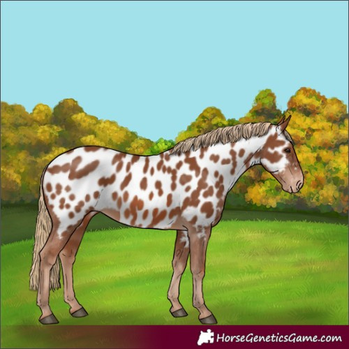 Horse Color:Chestnut Near Leopard 