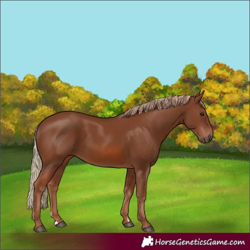 Horse Color:Chestnut 
