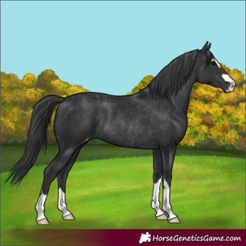 Horse Color:Black Appaloosa Rabicano 