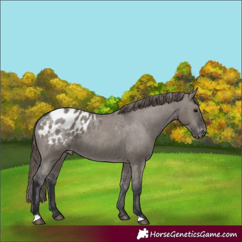 Horse Color:Grullo Appaloosa
