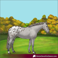 Horse Color:Grullo Appaloosa 