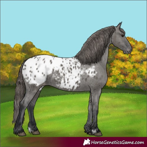 Horse Color:Grullo Appaloosa