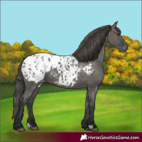 Horse Color:Grullo Blanket 
