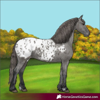 Horse Color:Grullo Appaloosa 
