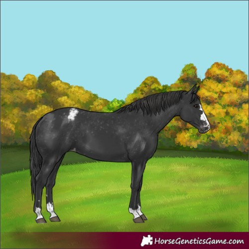 Horse Color:Black Appaloosa