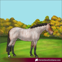 Horse Color:Bay Roan 