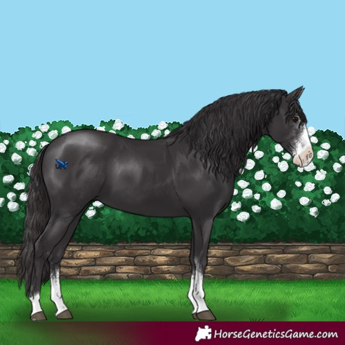 Horse Color:Smoky Black Sabino 