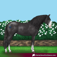 Horse Color:Smoky Black Sabino 