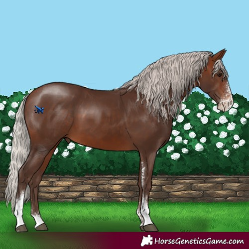 Horse Color:Silver Brown Sabino 