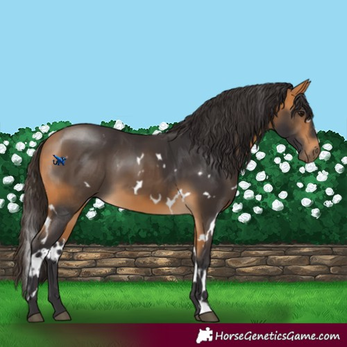 Horse Color:White Spotted Buckskin 