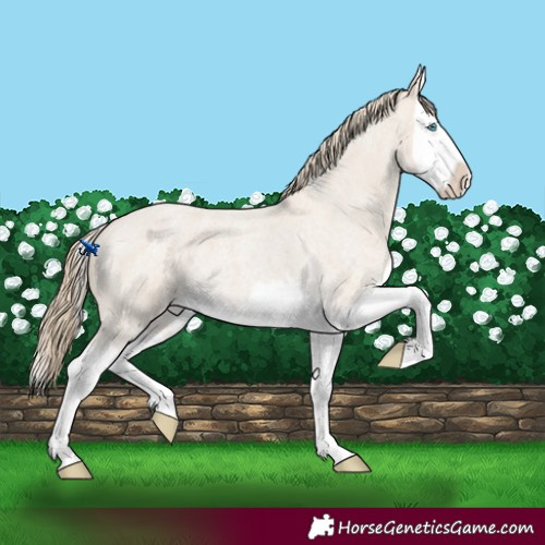 Horse Color:Smoky Creme Roan Splash 