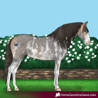 Horse Color:Buckskin Sabino 