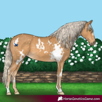 Horse Color:White Spotted Palomino