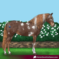 Horse Color:Gray White Spotted Chestnut Tobiano Appaloosa