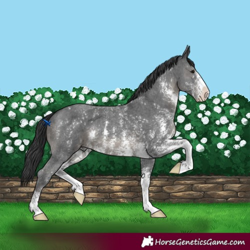 Horse Color:Black Sabino 