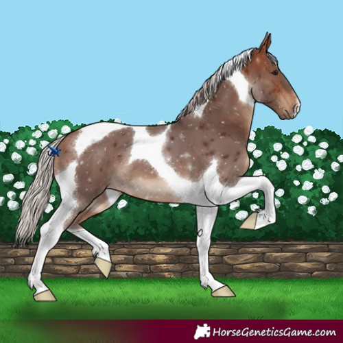 Horse Color:Silver Bay Tobiano