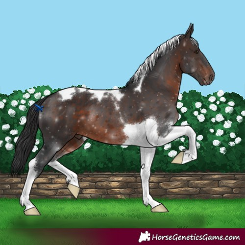 Horse Color:Brown Tobiano 