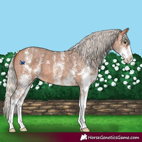 Horse Color:Silver Bay Sabino 