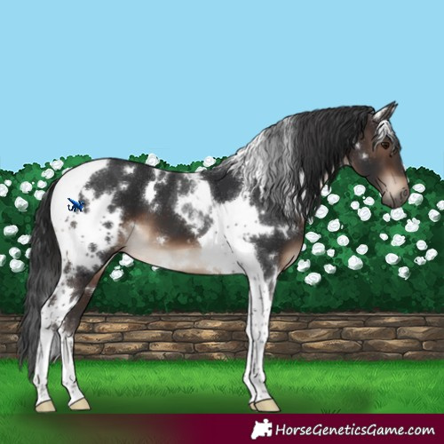 Horse Color:White Spotted Brown Tobiano 