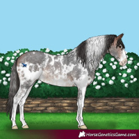 Horse Color:White Spotted Bay Sabino Rabicano 