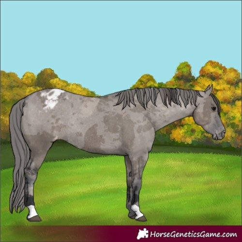 Horse Color:Grullo Merle Appaloosa Rabicano 