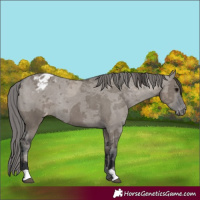 Horse Color:Grullo Merle Varnish Rabicano 